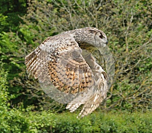 Eagle owl [Bubo bubo]