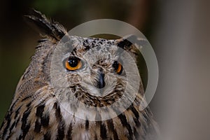 Eagle Owl Bubo bubo also known by Bufo-real close-up portrait of this domestic hunting bird, resting at the hunter tent.