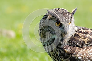 Eagle owl Bubo bubo bird of prey looking demure to the ground. photo