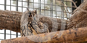 Eagle Owl Bubo bubo in captivity, perched on a branch