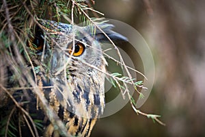 Eagle Owl, Bubo bubo