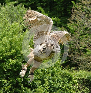 Eagle owl [Bubo bubo] flying