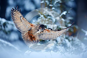 Eagle owl - Bubo bubo,  landing on snowy branch in forest. Action winter scene from nature.One of the biggest owls in the dark