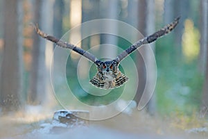 Eagle Owl, Bubo bubo, with open wings in face flight, winter forest habitat in background, white trees. Wildlife scene from nature