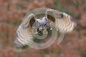 Eagle Owl, Bubo bubo, with open wings in flight, forest habitat in background, orange autumn trees. Wildlife scene from nature
