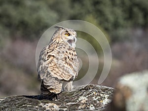 Eagle owl Bubo bubo standing on a rock