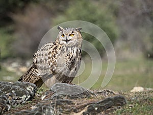 Eagle owl Bubo bubo standing on a rock