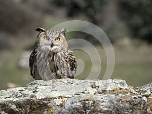 Eagle owl Bubo bubo standing on a rock