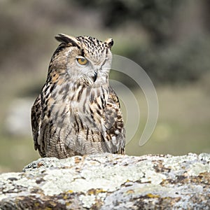 Eagle owl Bubo bubo standing on a rock