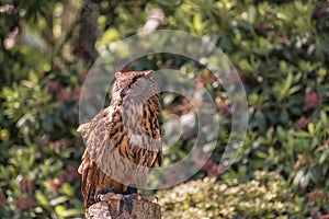 Eagle Owl, Bubo bubo, Wuhu against a colorful foliage background. Bird watching