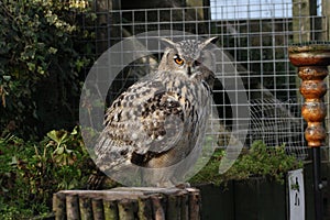 Eagle owl Bubo sp