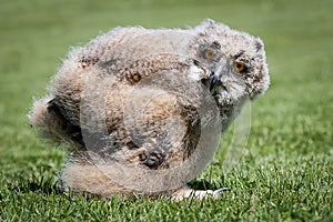 Eagle owl chick