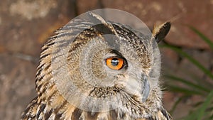 Eagle owl close-up