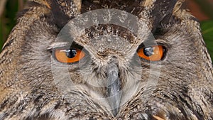 Eagle owl close-up