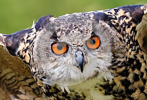 Eagle Owl close up