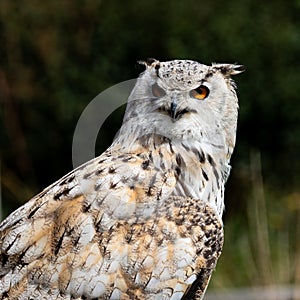 Eagle Owl close up torso portrait photo