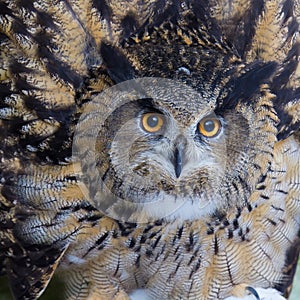 Eagle owl enlarge looking to opponent