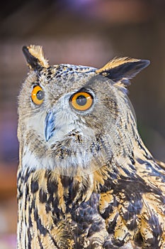 Eagle Owl (Eurasian eagle owl)