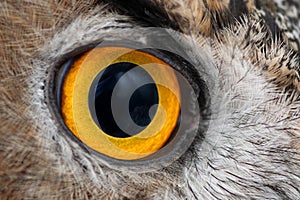 Eagle owl eye close-up, eye of the Eurasian Eagle Owl, bubo bubo