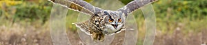 Eagle Owl - eyes hunting - background banner image