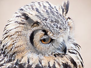 Eagle owl fixedly looking with its big orange eyes