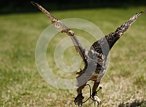 Eagle Owl in Flight