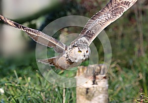 Eagle Owl in flight