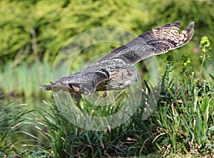 Eagle Owl in flight