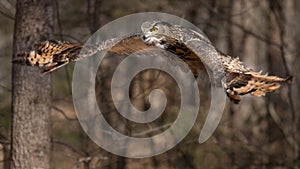 Eagle-owl in Flight