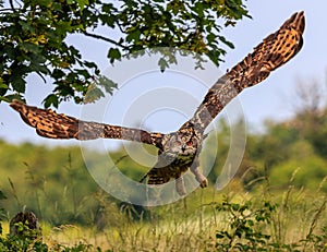 Eagle Owl in flight