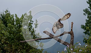 Eagle owl in flight, about to land on a tree, photographed in the Drakensberg mountains, South Africa