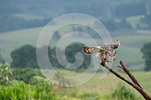 Eagle owl in flight, about to land on a tree, photographed in the Drakensberg mountains, South Africa