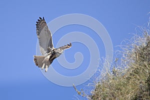 Eagle Owl in flight