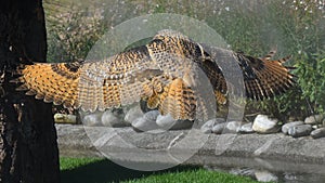 Eagle owl that is flying