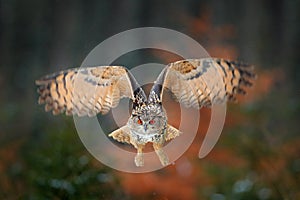 Eagle owl flying in forest. Flight Eagle owl with open wings in habitat with trees, bird fly. Action winter scene from nature, wil