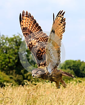 Águila búho volador 