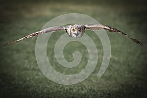 An Eagle Owl flying