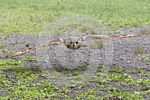 Eagle Owl gliding