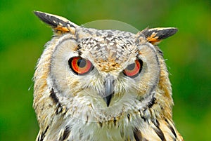 Eagle owl head