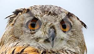 Eagle Owl Head