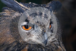 Eagle owl head