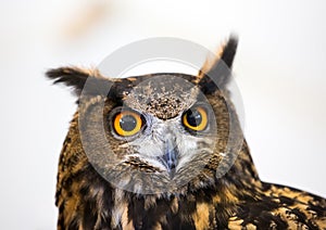 Eagle owl head photo