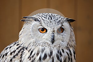 Eagle owl with his big and beautiful oranges eyes