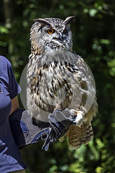 Eagle owl on human hand 2