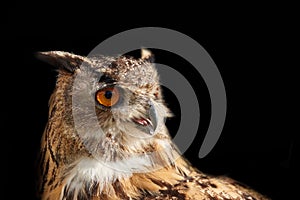 Eagle owl isolated on black looking right