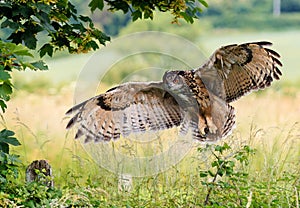 Eagle Owl Landing