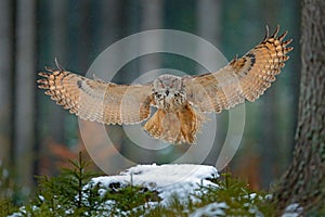 Eagle owl landing on snowy tree stump in forest. Flying Eagle owl with open wings in habitat with trees, bird fly. Action winter s