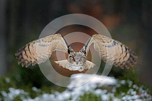 Eagle owl landing on snowy tree stump in forest. Flying Eagle owl with open wings in habitat with trees. Action winter scene from