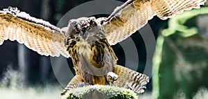 Eagle-owl landing on a stump