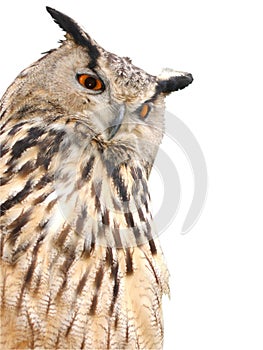 Eagle owl looking at you